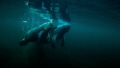   Manatee Cow Calf  